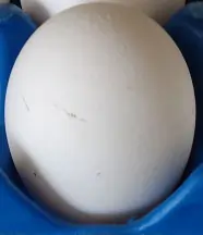 White Egg
